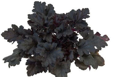 Primo® 'Black Pearl' Coral Bells
 (HEUCHERA BLACK PEARL) - 1 gallon