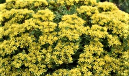 Sedum ROCK 'N LOW™  (SEDUM ROCK N ROUND™ BRIGHT IDEA) - 1 gallon