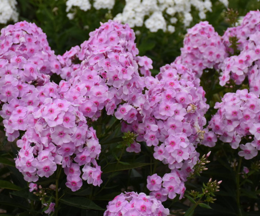 Luminary® 'Opalescence' Tall Garden Phlox (PHLOX PAN. LUMINARY OPALESCENCE) - 1 gallon