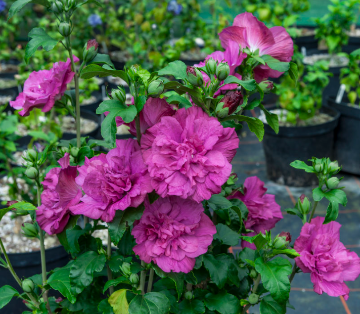 Magenta Chiffon® Rose of Sharon (HIBISCUS S. MAGENTA  CHIFFON) - 3 gallon 18"