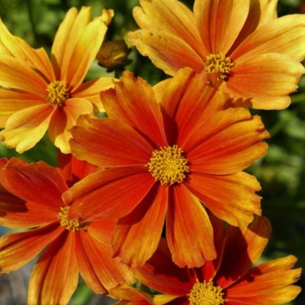 Coreopsis Lil Bang™ Darling Clemantine (COREOPSIS X LIL BANG DARLING CLEMANTINE) - 1 gallon