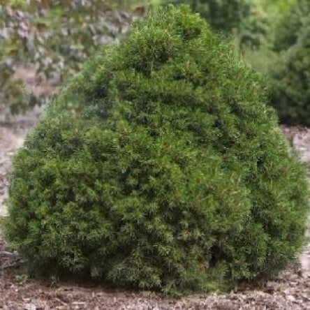Tompa Norway spruce (PICEA ABIES TOMPA) - 3 gallon 12"