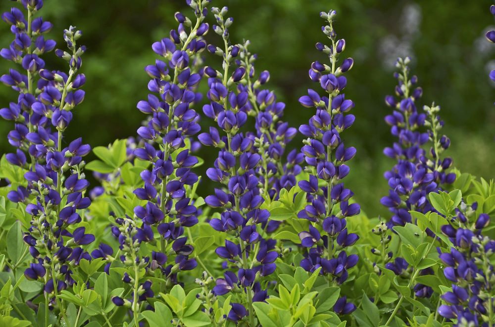 Decadence® 'Sparkling Sapphires' False Indigo (BAPTISIA SPARKLING SAPPHIRES) - 1 gallon
