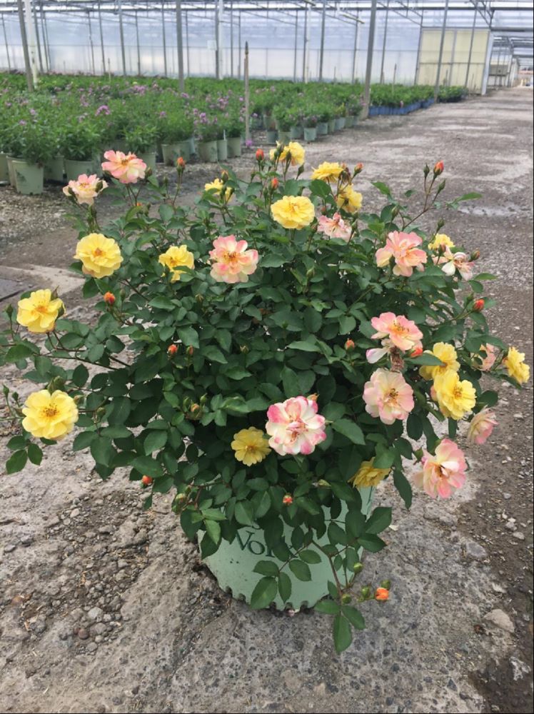 Color Cocktail Rose (ROSE COLOR COCKTAIL) - 3 gallon