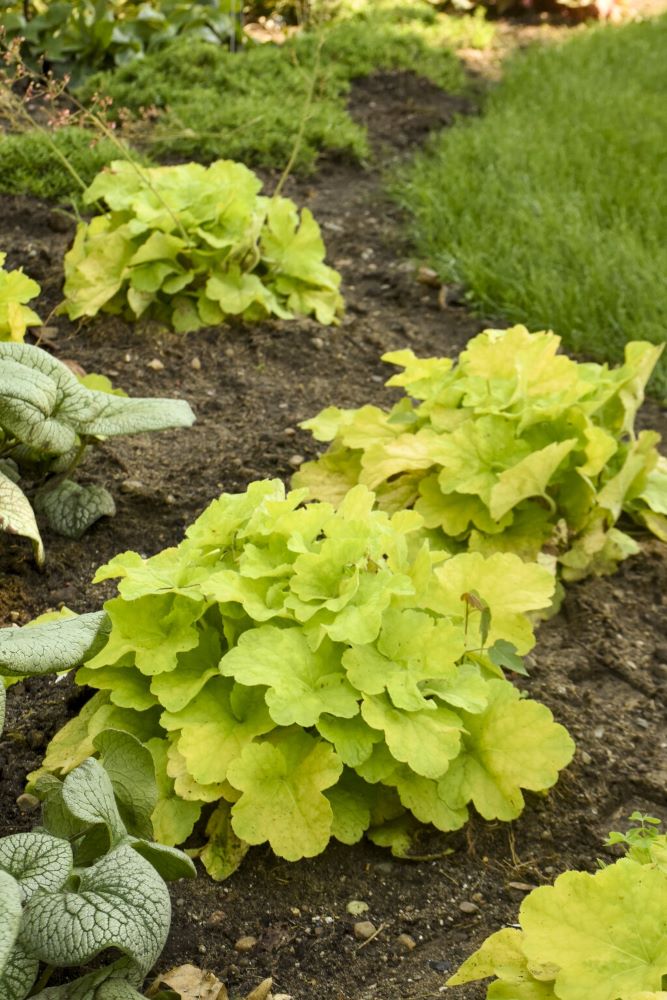 Primo® 'Pistachio Ambrosia' Coral Bells (HEUCHERA PISTACHIO AMBROSIA) - 1 gallon