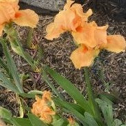 Iris 'Many Mahalos' (IRIS GERMANICA MANY MAHALOS) - 1 gallon
