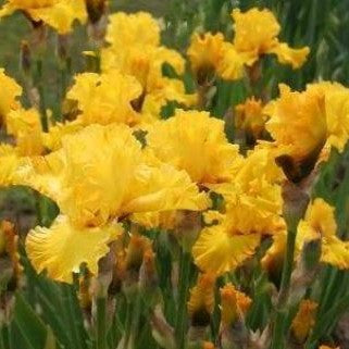 Iris 'Pure As Gold' (IRIS GERMANICA PURE AS GOLD) - 1 gallon