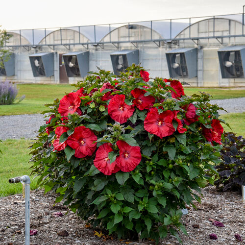 Summerific® 'Valentine's Crush' Rose Mallow (HIBISCUS X SUMMERIFIC VALENTINES CRUSH) - 2 gallon