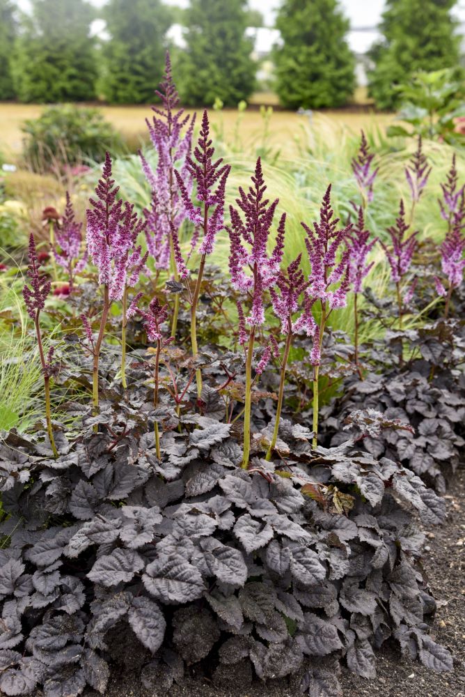 Dark Side of the Moon Astilbe (ASTILBE DARK SIDE OF THE MOON) - 1 gallon