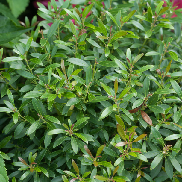 Proven Winners® Color Choice® Gem Box® Inkberry Holly (Ilex glabra 'SMNIGAB17') - 3 gallon 15"