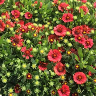 Spintop Red Blanket Flower (GAILLARDIA SPINTOP RED) - 1 gallon