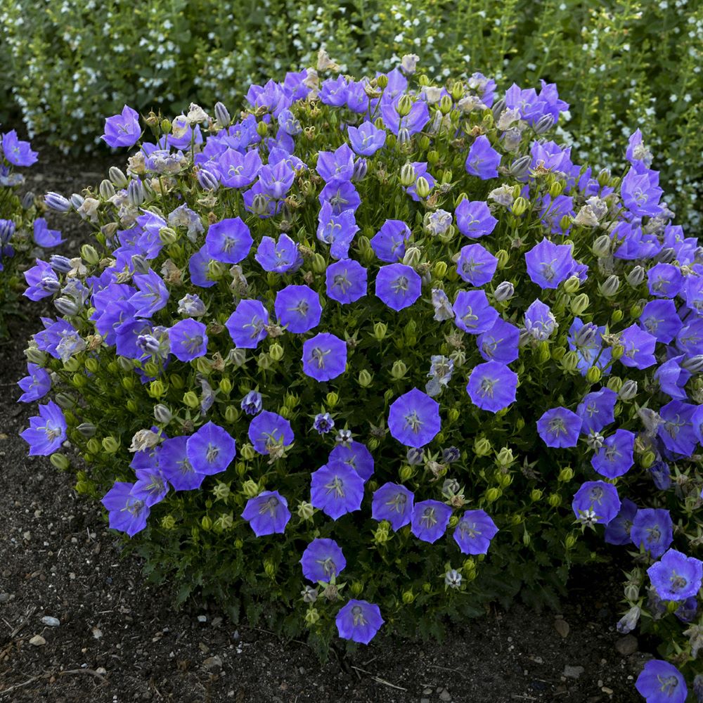 Rapido Blue Bellflower (CAMPANULA C. RAPIDO BLUE) - 1 gallon