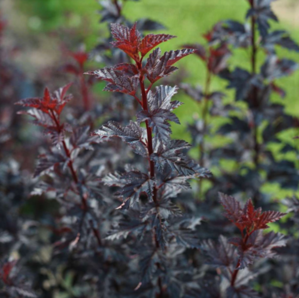 Summer Wine® Black Ninebark (PHYSOCARPUS O. SMR WINE® BLACK) - 3 gallon 15"
