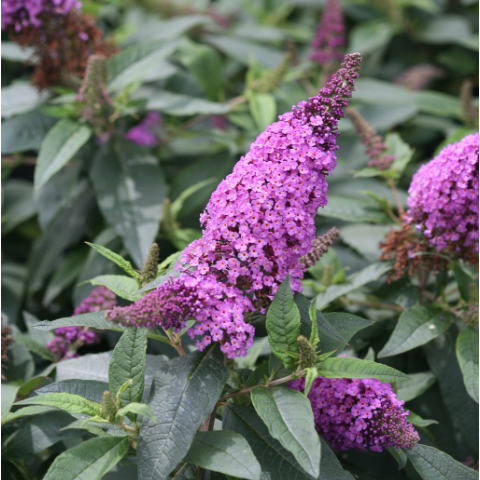 Pugster Periwinkle® Butterfly Bush (BUDDLEIA PUGSTER PERIWINKLE) - 1 gallon