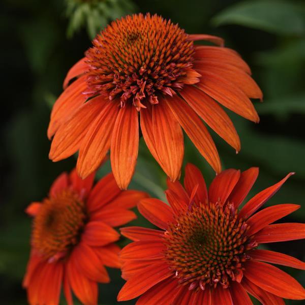 Echinacea Sombrero® Fiesta Orange (Echinacea x hybrida 'Balsomstor') - 3QT