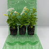 Firefly Petunia 45mm 3pk