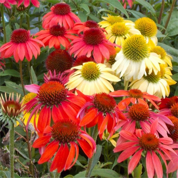 Cheyenne Spirit Coneflower (ECHINACEA CHEYENNE SPIRIT) - 3QT