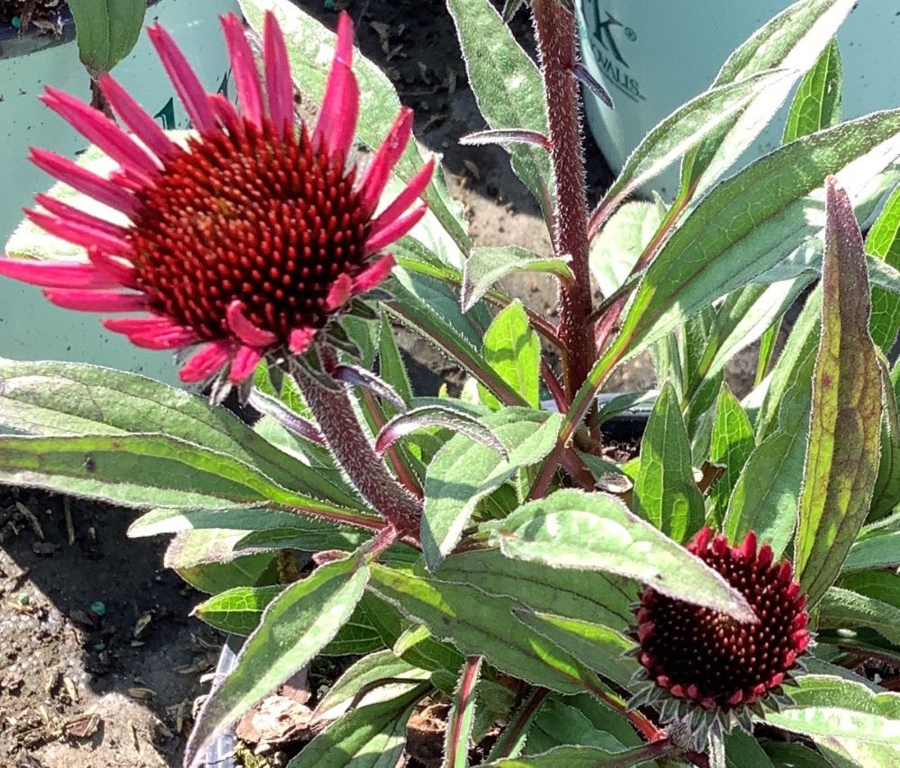 Sunseekers Purplicious Coneflower (ECHINACEA SUNSEEKERS PURPLICIOUS) - 3QT