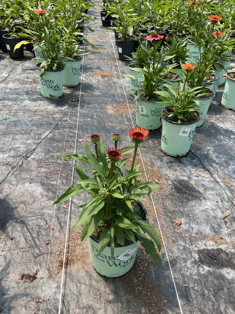 Sunseekers® Orange Coneflower (Echinacea SunSeekers Orange ('Apecssior'PBR)) - 3QT