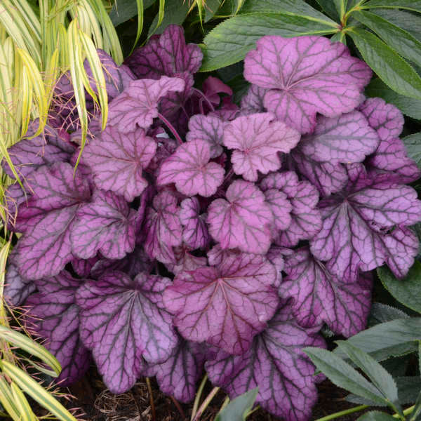 Primo® 'Wild Rose' Coral Bells (HEUCHERA WILD ROSE) - 1 gallon