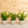 Potted Fern (Set of 3) 9.5”H Plastic