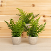 Potted Fern (Set of 3) 9.5”H Plastic