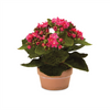 Kalanchoe w/Pot (Set of 4) 7"H Polyester
