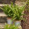 Potted Fern (Set of 3) 14.5"H Plastic/Tin
