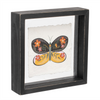 Butterfly Block (Set of 2) 6”SQ Wood/Acrylic