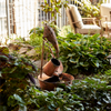 Fountain with Duck 17"D x 33"H Iron