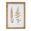 Framed Fern Print (Set of 4) 17.75”SQ Wood/MDF/Glass