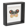 Butterfly Block (Set of 2) 6”SQ Wood/Acrylic