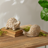 Turtle and Snail (Set of 2) 4”H Resin