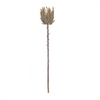 Protea Stem (Set of 6) 20”H Plastic