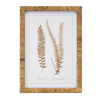 Framed Fern Print (Set of 4) 17.75”SQ Wood/MDF/Glass