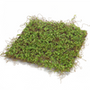 Moss Mat (Setof 12) 12"SQ Polyester/Plastic