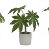 Potted Foliage (Set of 6) 10"H, 10.5"H, 11.5"H Polyester/Plastic