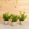 Potted Fern (Set of 3) 9.5”H Plastic