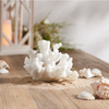 Coral (Set of 4) 4.5"H Resin