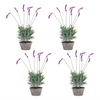 Potted Lavender (Set of 4) 20”H Polyester/Cement