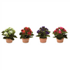Kalanchoe w/Pot (Set of 4) 7"H Polyester
