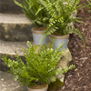 Potted Fern (Set of 3) 14.5"H Plastic/Tin