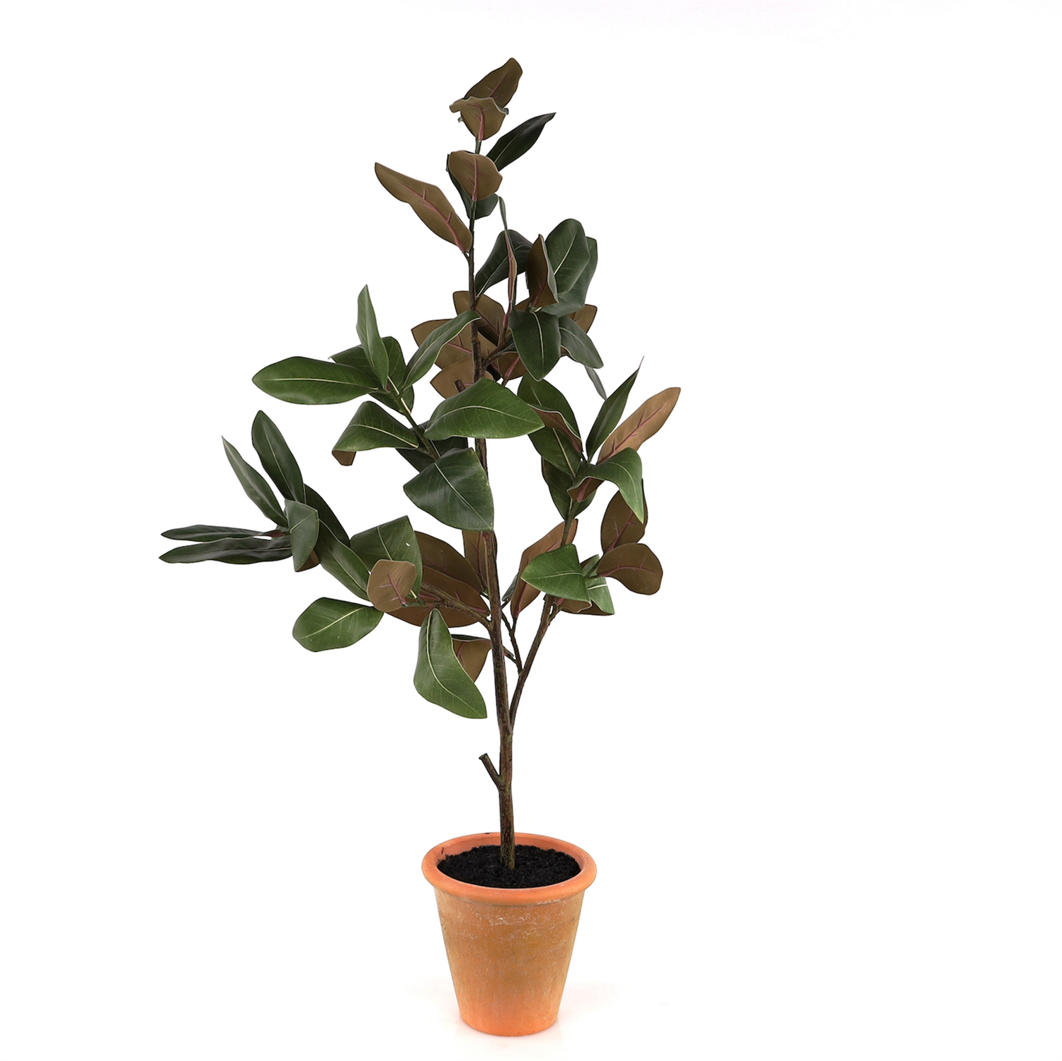 Potted Magnolia Sapling 41”H Polyester/Terra Cotta