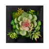 Hanging Succulent Wall Décor (Set of 6) Plastic
