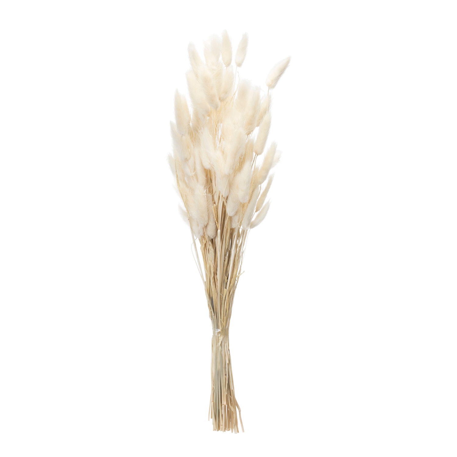 Bunny Tail Bundle (Set of 2) 32.5"H Natural