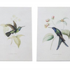 Hummingbird Print (Set of 4) 5.5"L x 8"H Wood/MDF/Paper