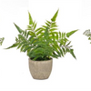 Potted Fern (Set of 3) 9.5”H Plastic