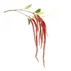 Amaranthus Stem (Set of 4) 53.25”H Plastic/Polyester