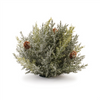 Icy Pine Half Orb (Set of 2) 6.5”D Plastic