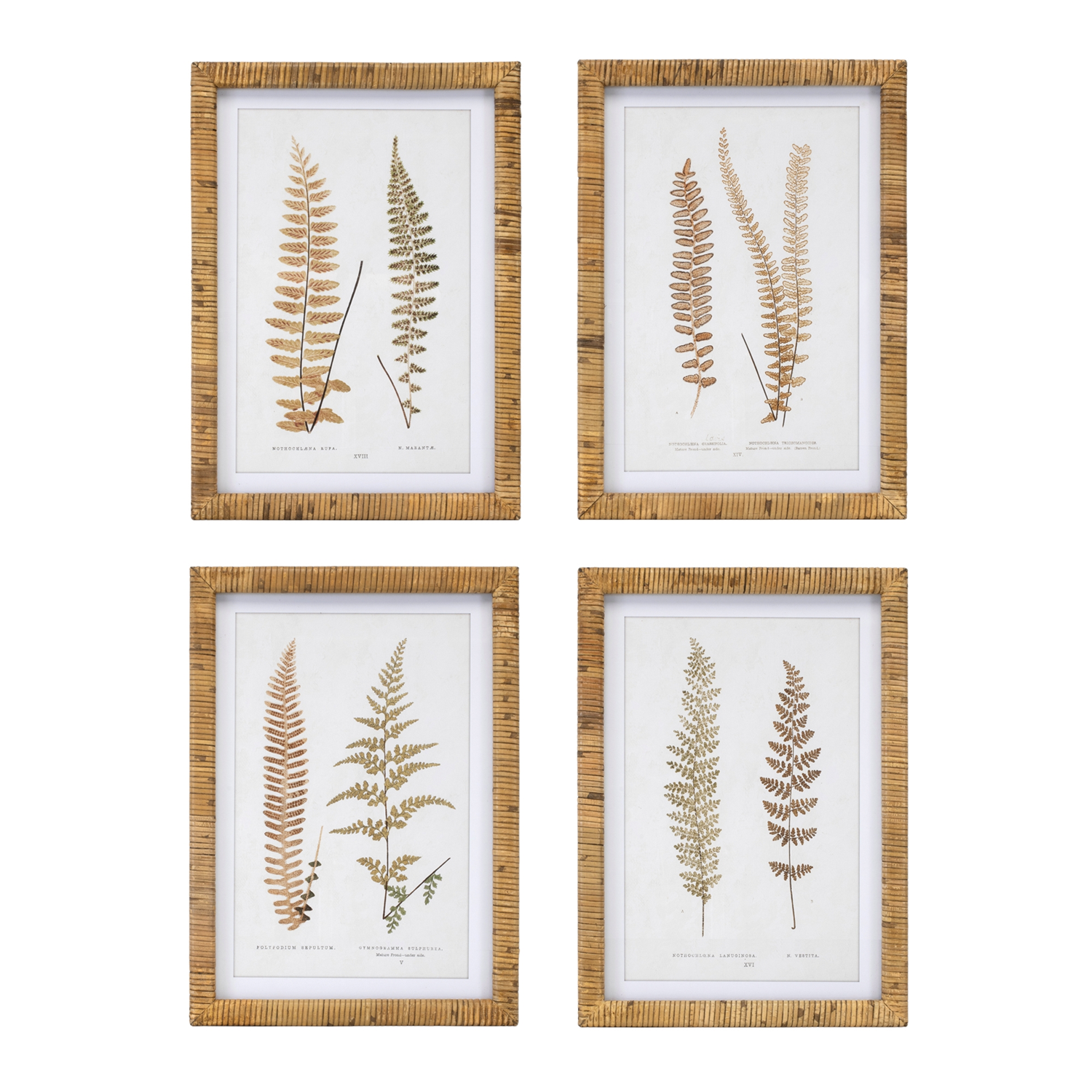 Framed Fern Print (Set of 4) 17.75”SQ Wood/MDF/Glass